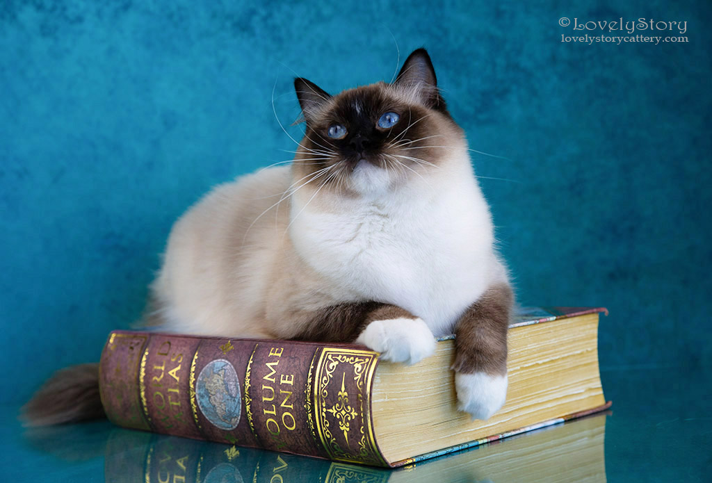 seal mitted ragdoll