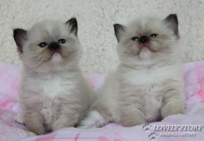 two ragdoll kittens